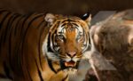 Ilustrasi: harimau yang disimbolkan punya kepribadian dan karakter yang kuat